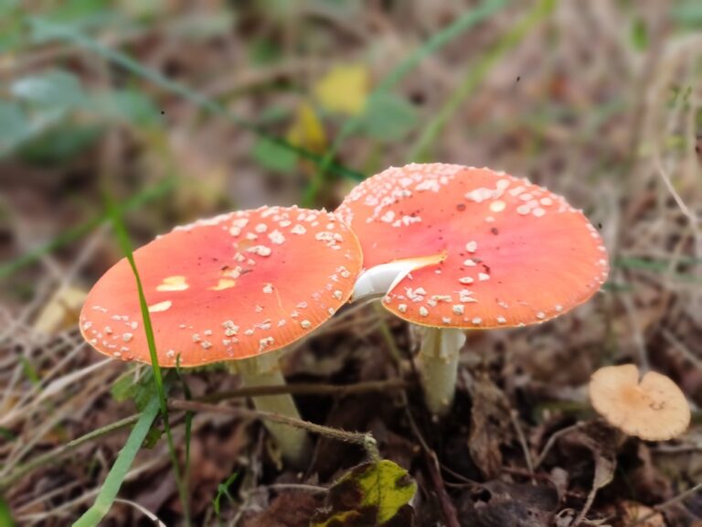 Wandelen en Paddenstoelen Spotten in Bulskampveld Herfst in Beernem