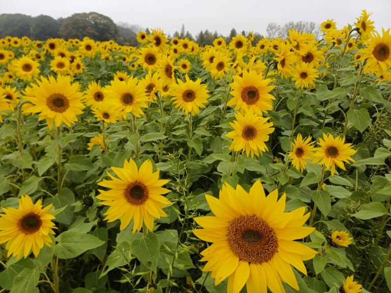 Zonnebloemen spotten tijdens de Asselkouter wandelroute in Munte