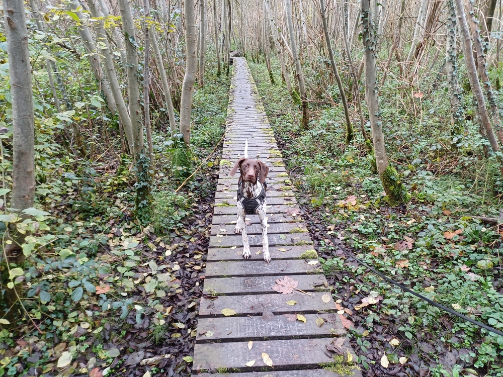 Wandelen in de Herfst: Met Hond en Soulmate