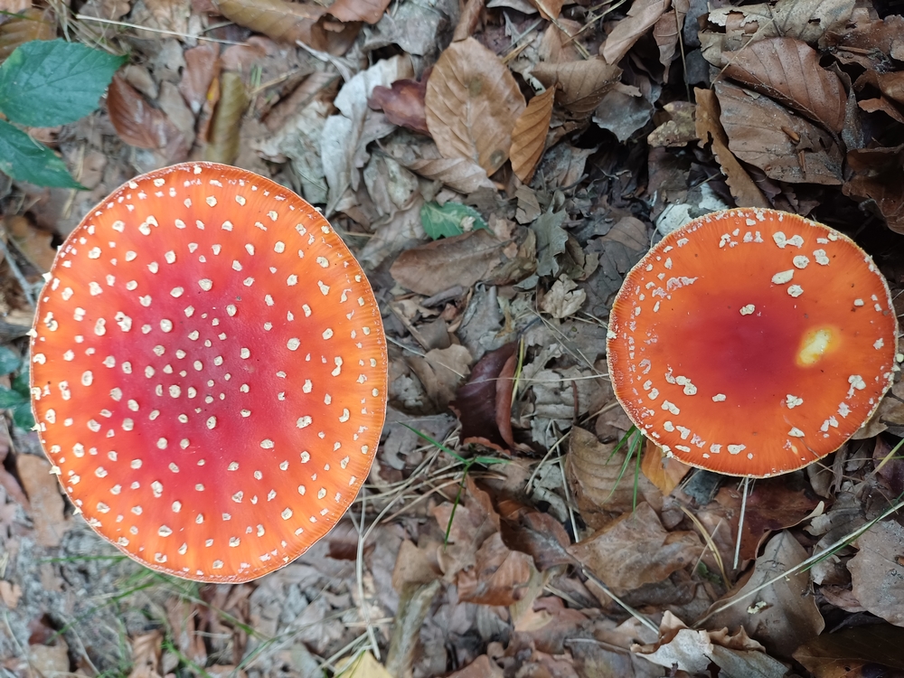 Kleine gelukjes herfstwandeling in het Bulskampveldbos