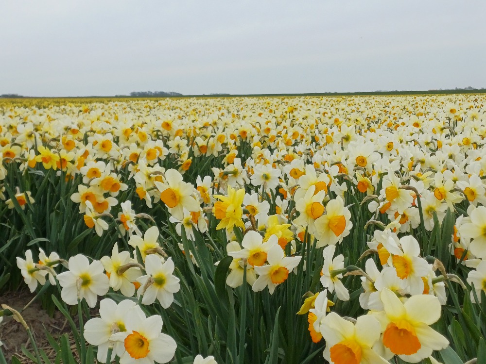 Texel verrast - meer dan schapen