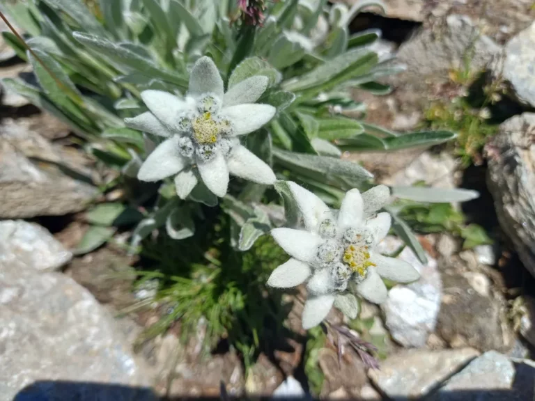 Een edelweiss onderweg